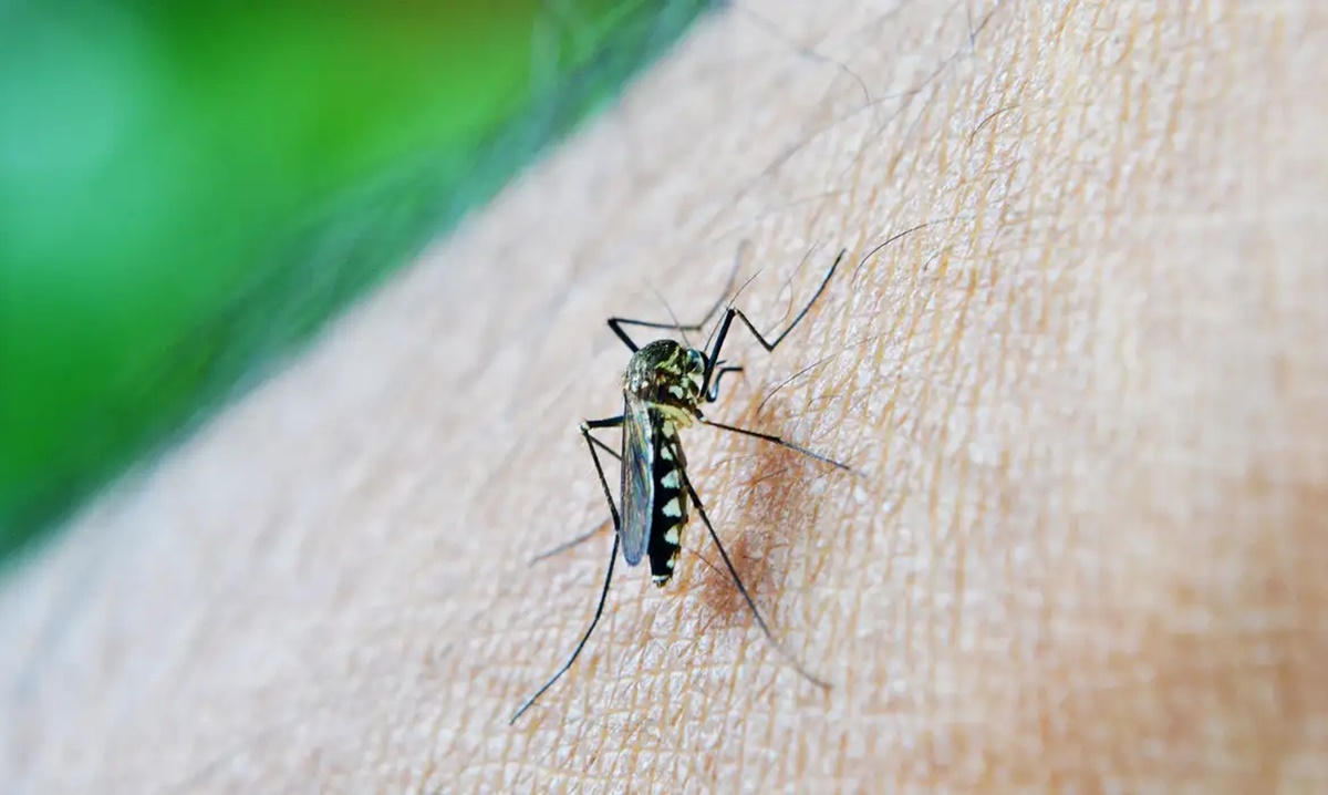 saude 30-09 - ft nuzeee - Pixabay - mosquito