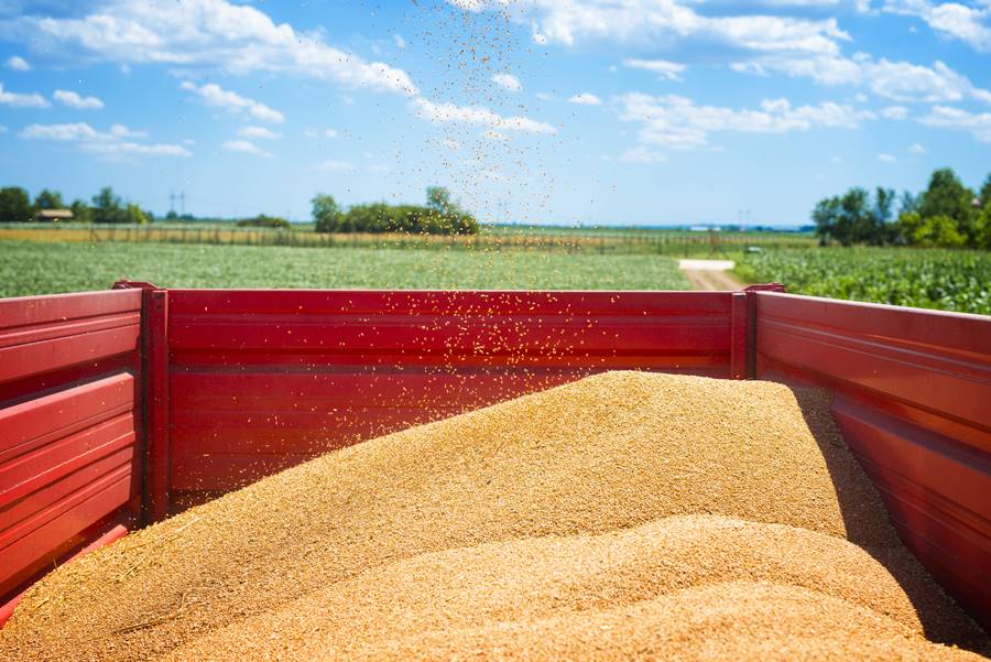 Tractor trailer full of wheat seeds in the field.