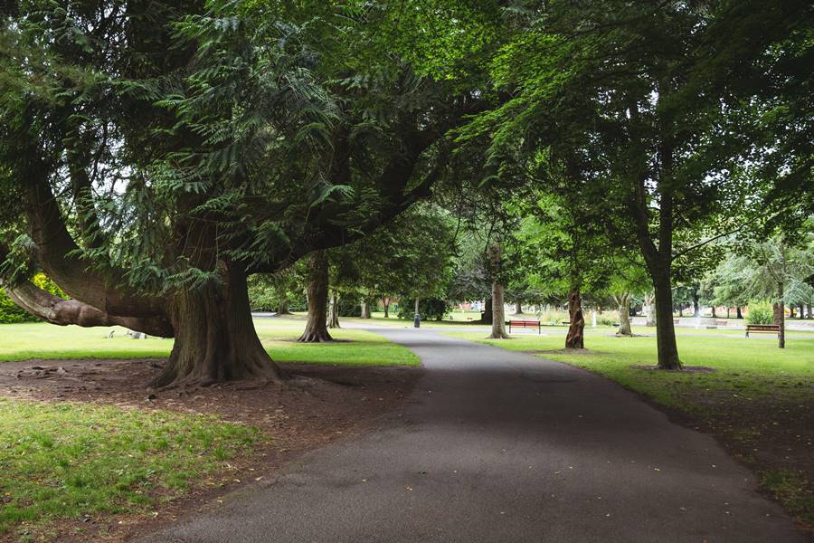 View of green trees in park