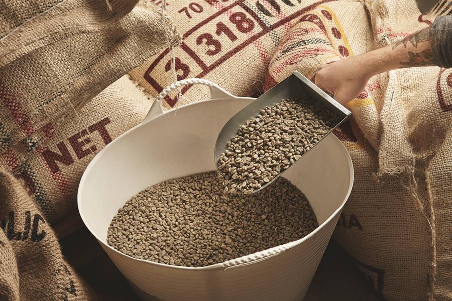 Tattooed roaster hand holds metal scoop with raw fresh green coffee beans above plastic basket and imported canvas bags from plantations in warehouse