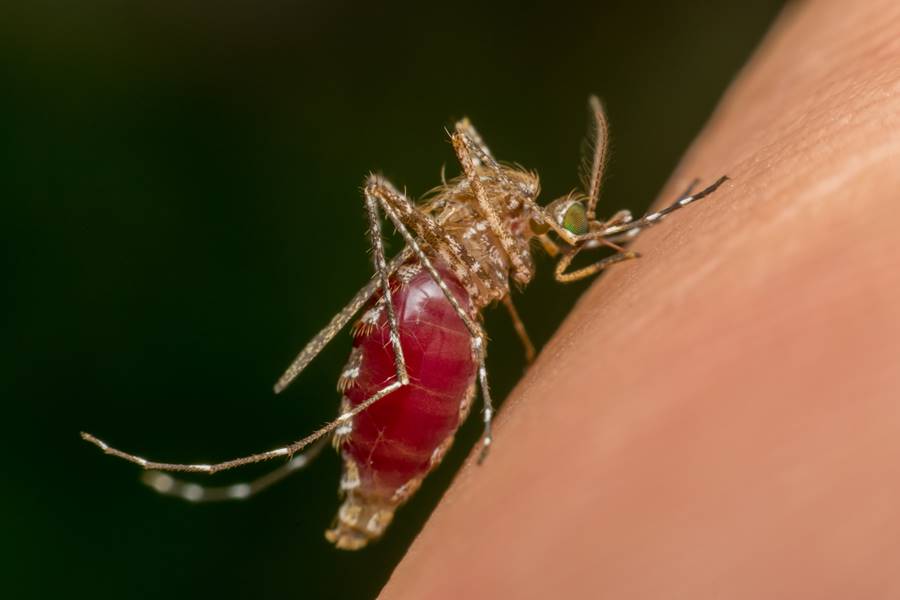 Macro of mosquito (Aedes aegypti) sucking blood close up on the human skin. Mosquito is carrier of Malaria, Encephalitis, Dengue and Zika virus