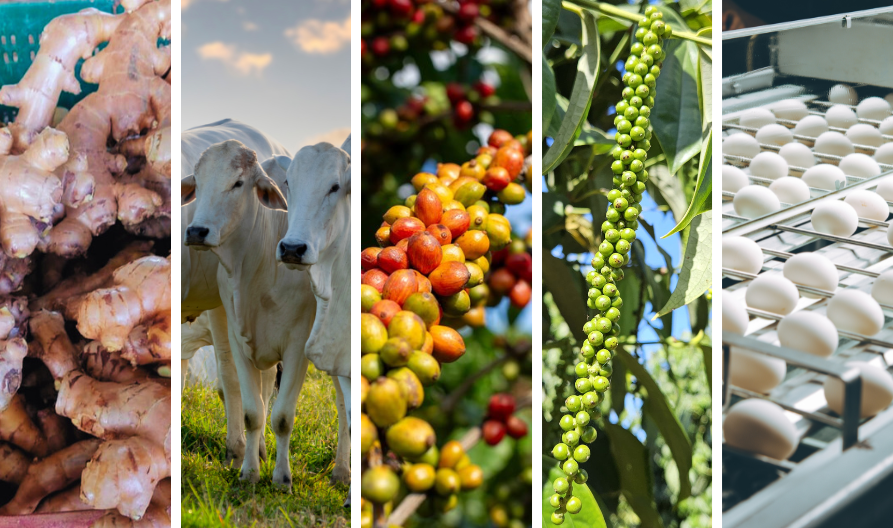 produtos-agropecuaria-capixaba-agronegocio-espirito-santo