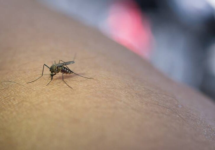 Close-up of mosquito sucking blood from human arm.