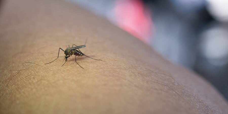 Close-up of mosquito sucking blood from human arm.