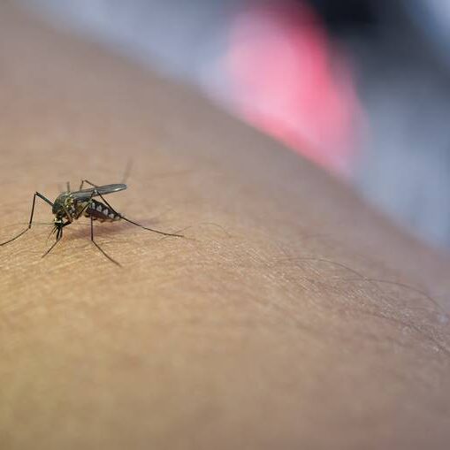 Close-up of mosquito sucking blood from human arm.