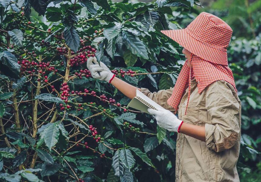 Female workers are writing a record of the growth of coffee trees.agriculture, coffee garden.