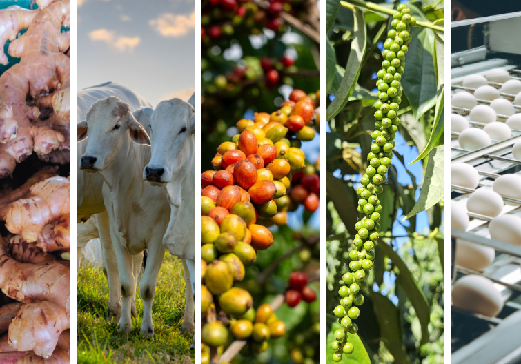 produtos-agropecuaria-capixaba-agronegocio-espirito-santo