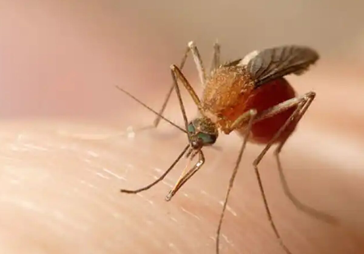 saude-05-08-ft-Wikipedia-mosquito-maruim