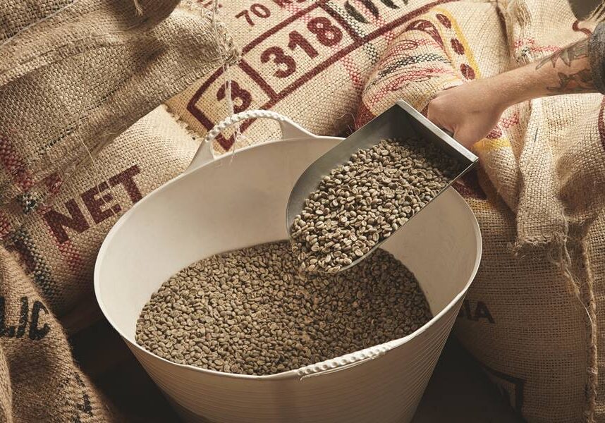 Tattooed roaster hand holds metal scoop with raw fresh green coffee beans above plastic basket and imported canvas bags from plantations in warehouse