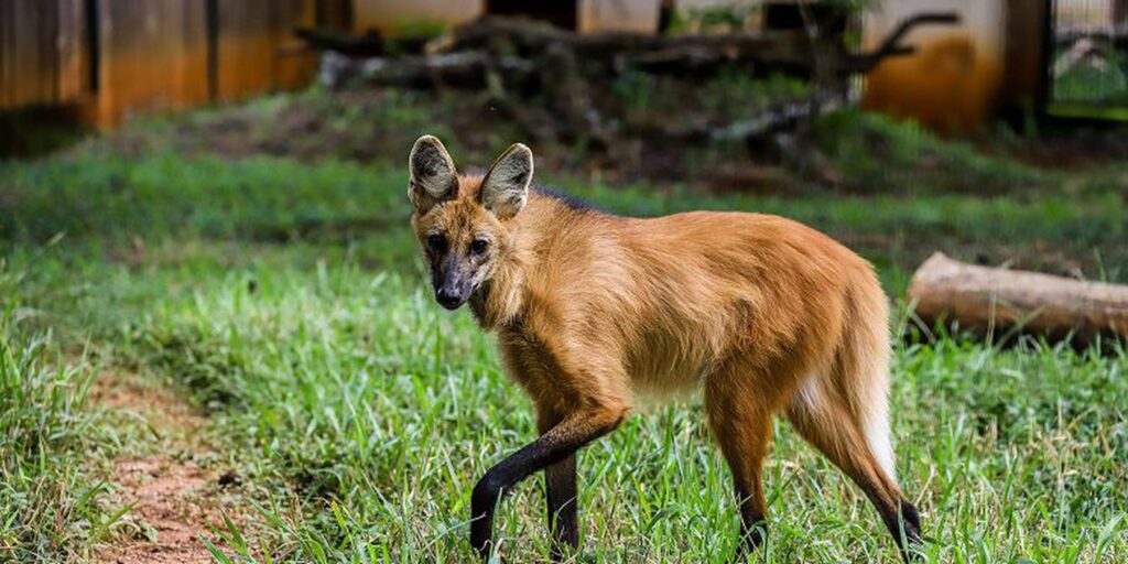 © Marcella Lasneaux / Zoo de Brasília